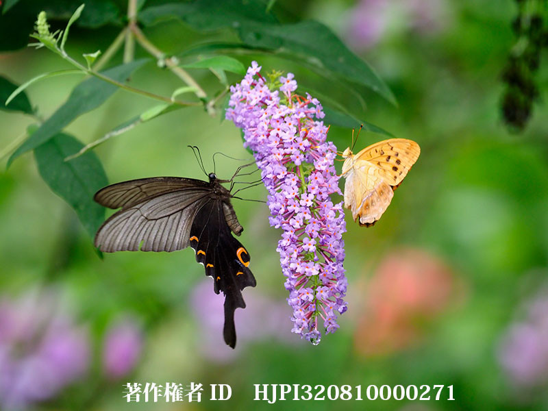 ブッドレアにオナガアゲハとメスグロヒョウモン