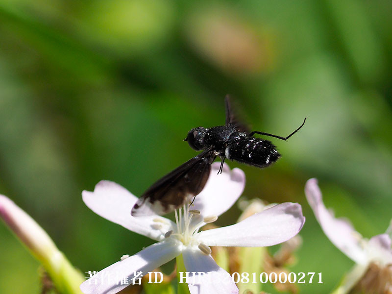 ホシツリアブの不思議な行動