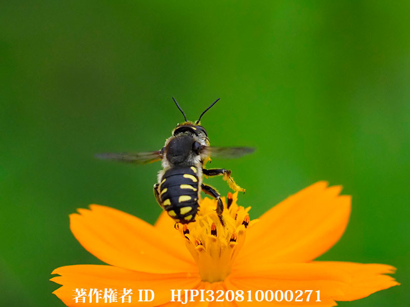 トモンハナバチのオス