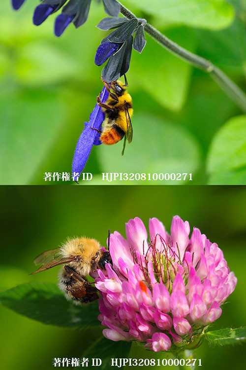 花壇で使うべきでないな農薬の話