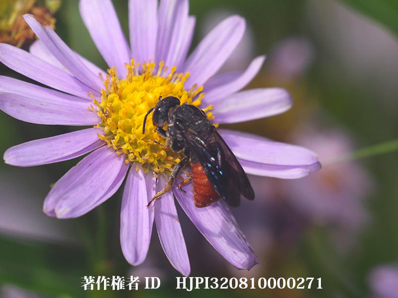 ハラアカヤドリハキリバチ