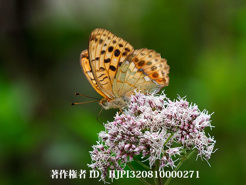 フジバカマが咲き出した