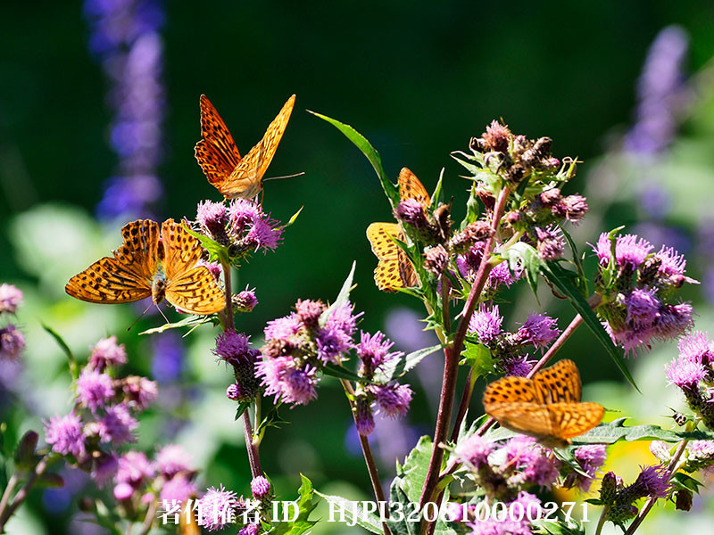 ナンブアザミにミドリヒョウモンがたくさん