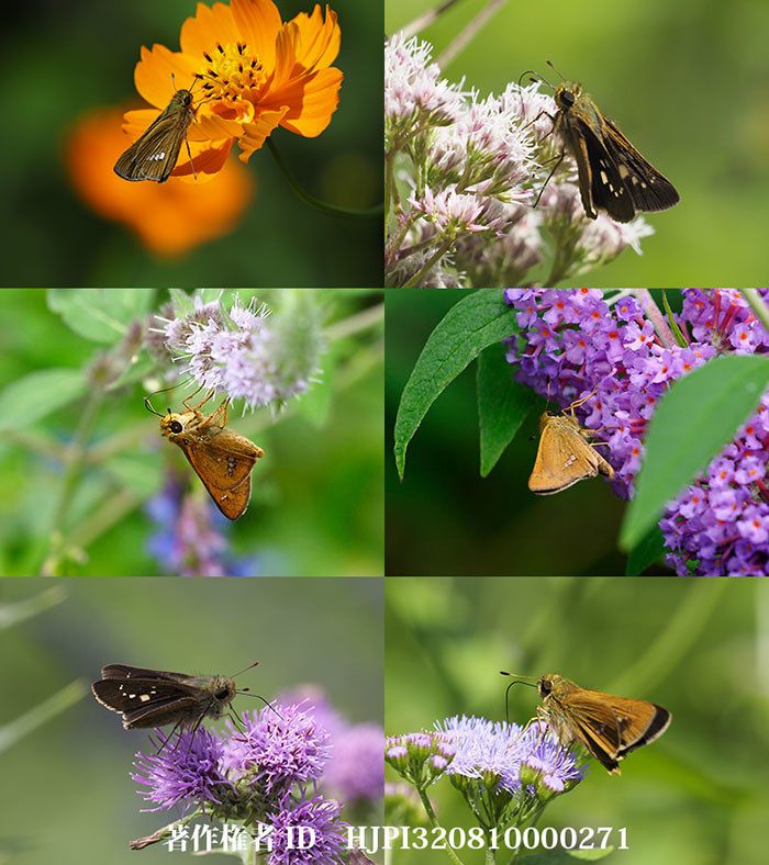 イチモンジセセリが来た花