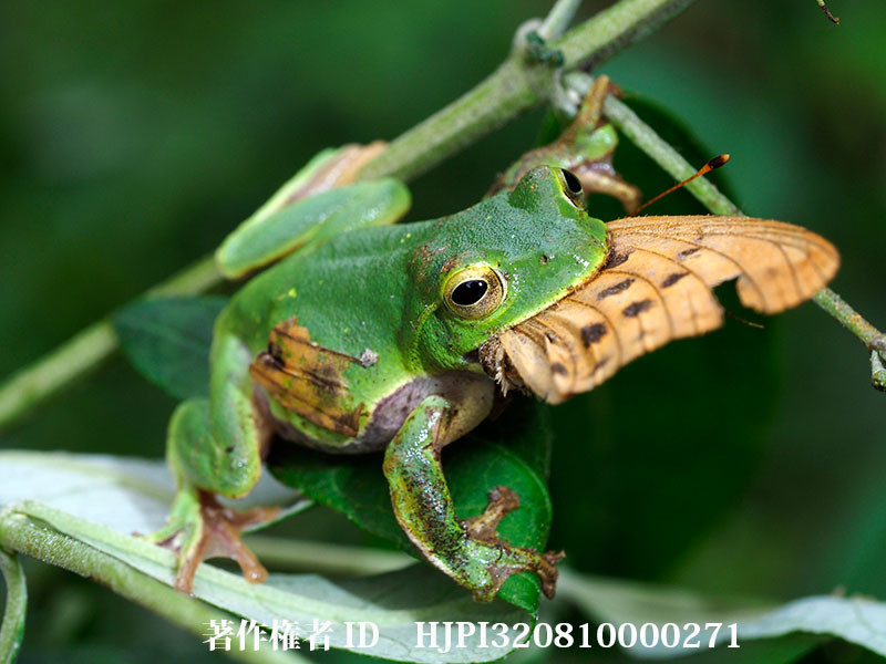 ウラギンスジヒョウモンを食べるシュレーゲルアオガエル