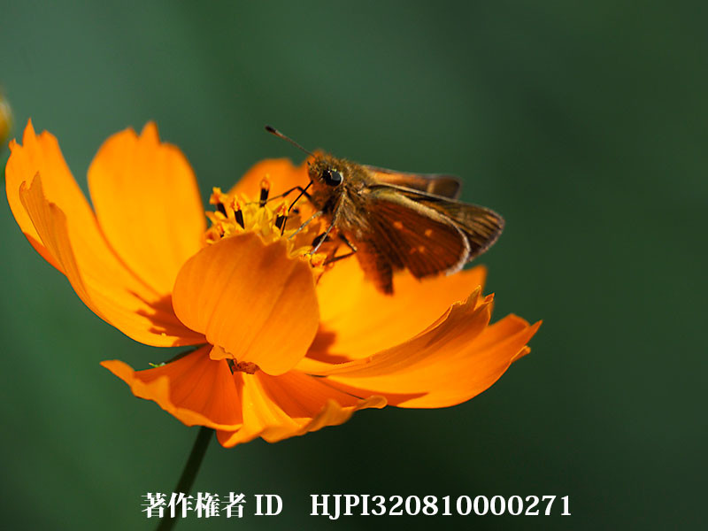 庭のアカセセリ