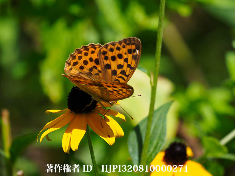 庭にウラギンスジヒョウモンが増えてきた