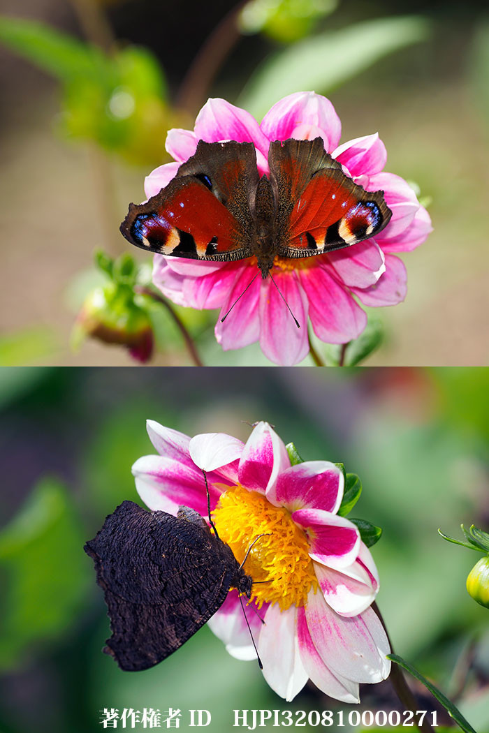 クジャクチョウの表と裏