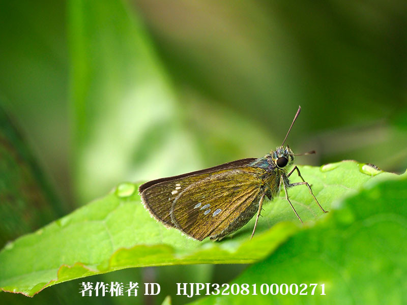 庭のオオチャバネセセリ