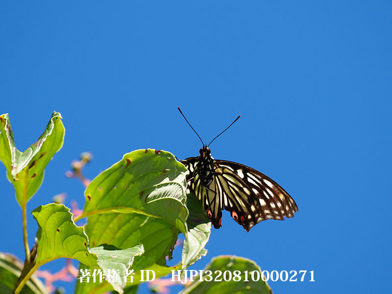 小諸のアカボシゴマダラ