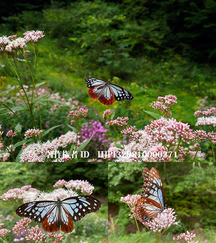 庭のアサギマダラ　Sep.14 2021