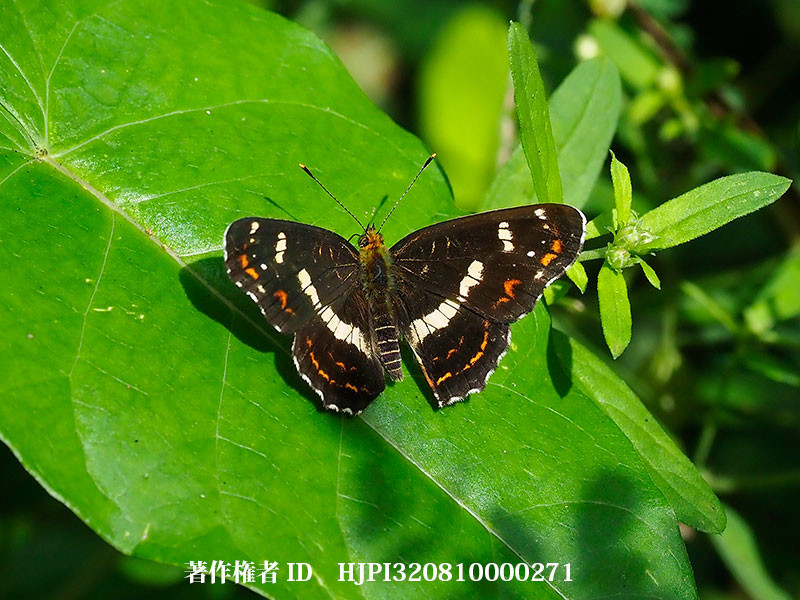 庭のサカハチチョウ
