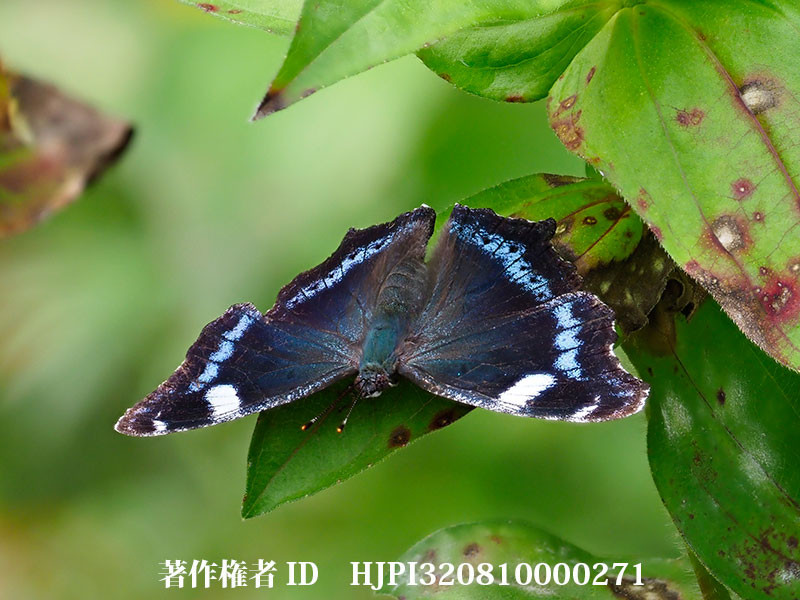 ルリタテハのメスを深度合成で