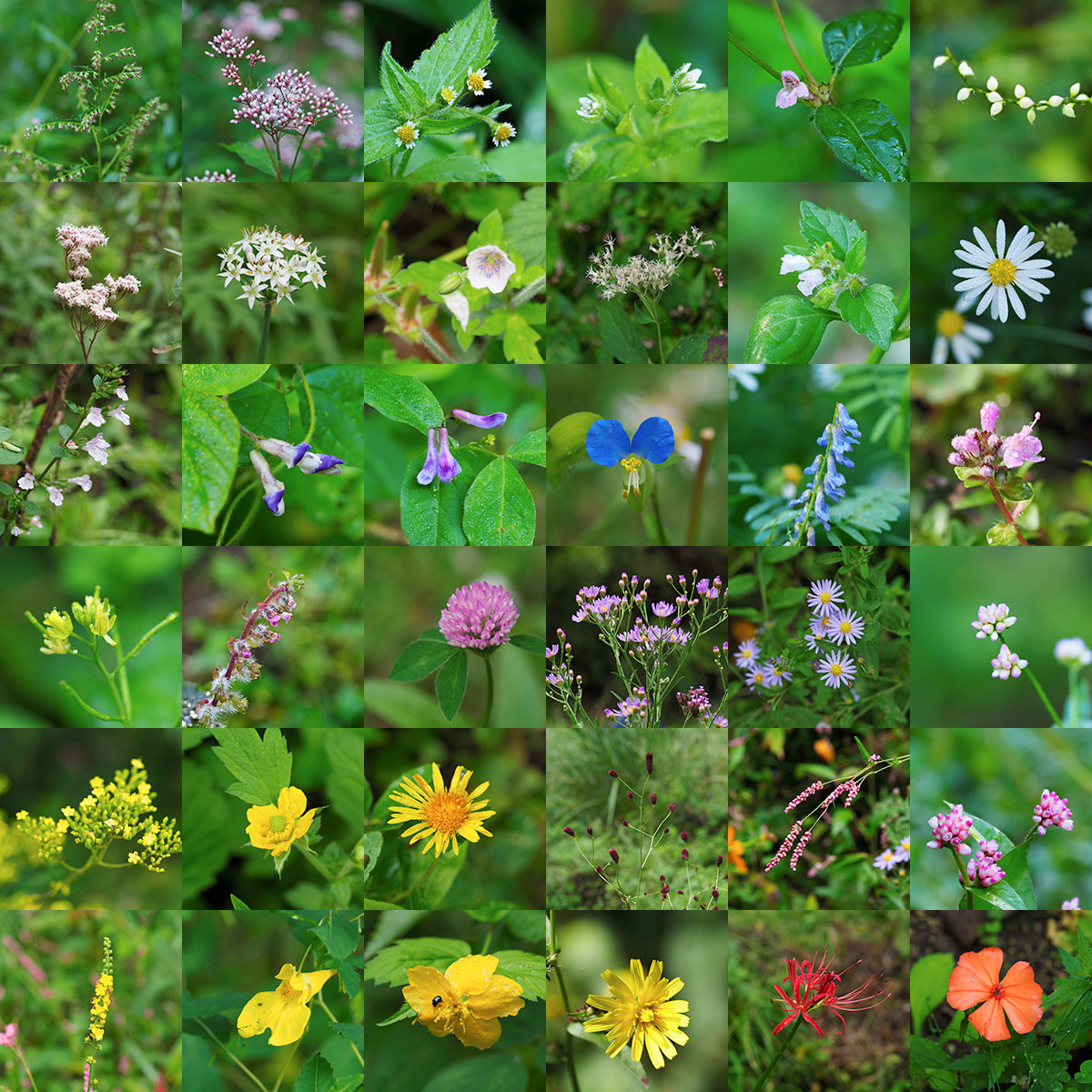 庭の9月20日の野草