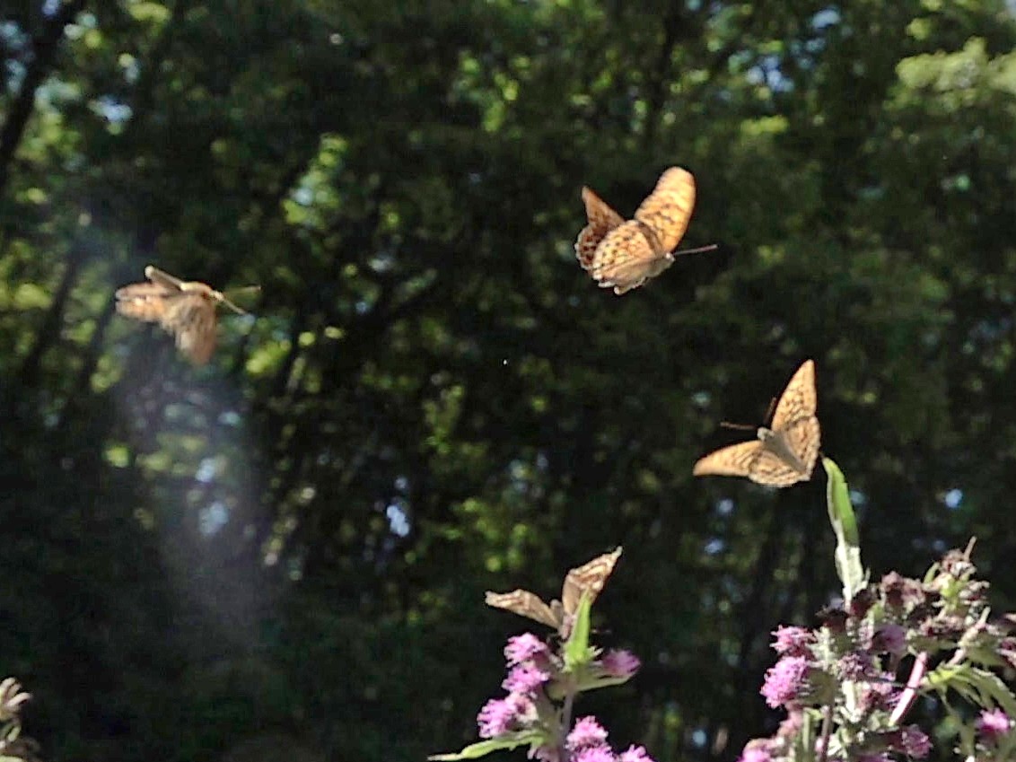 ミドリヒョウモンの求愛