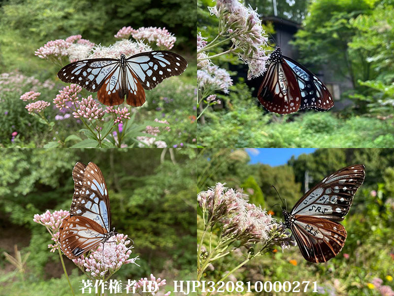庭に来たマーキングされたアサギマダラ、21日までのまとめ
