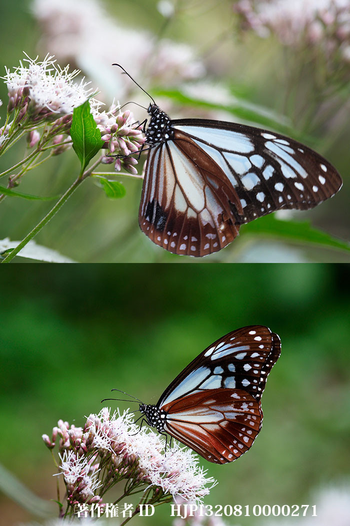 アサギマダラのオスとメス