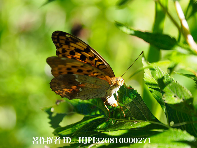 オオウラギンスジヒョウモンの産卵