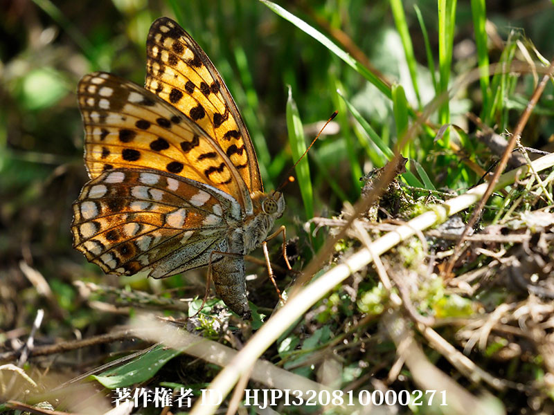 ウラギンヒョウモンの産卵