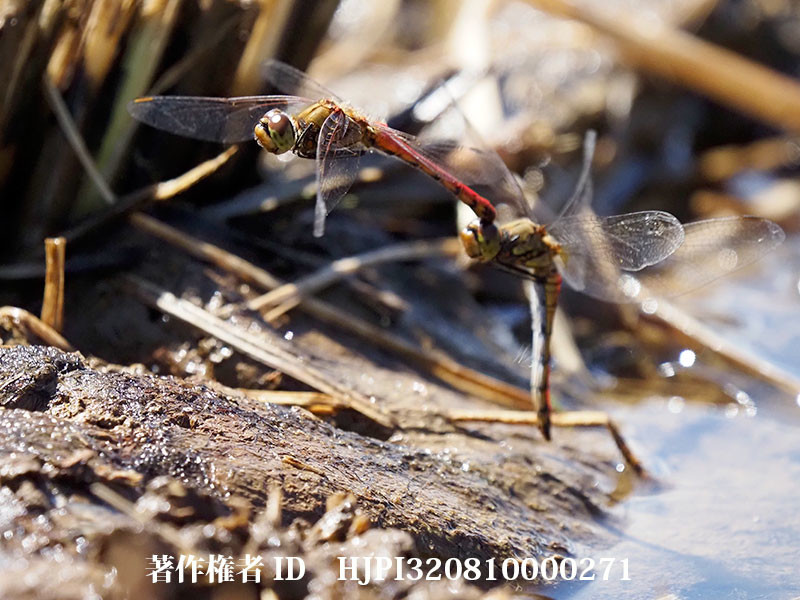 アキアカネの産卵