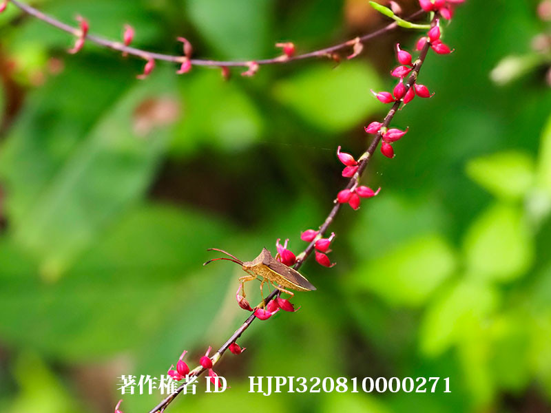 ミズヒキにハリカメムシ