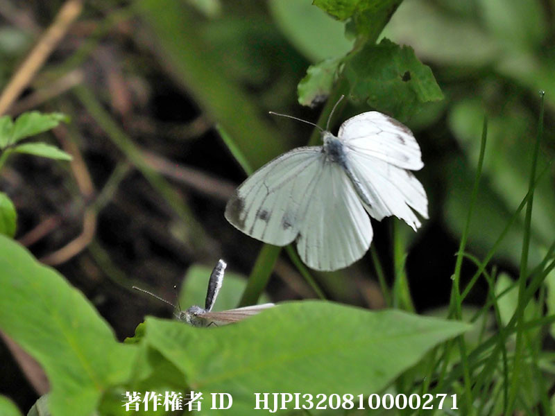 昆虫写真家への道（日本動物行動学会日高賞受賞記念講演3／6）