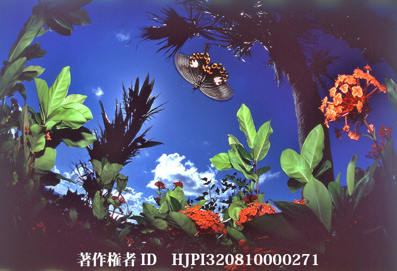 昆虫写真家という仕事（日本動物行動学会日高賞受賞記念講演4／6）