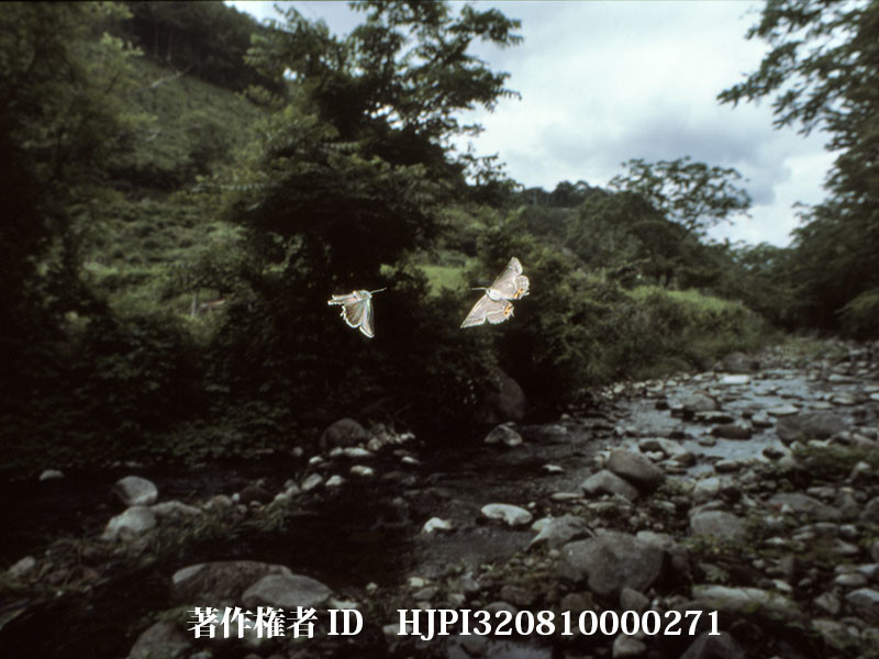 思いついたらやってみる（日本動物行動学会日高賞受賞記念講演5／6）