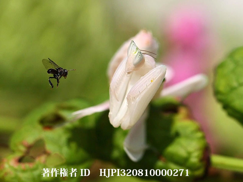 昆虫写真家にできること（日本動物行動学会日高賞受賞記念講演最終回）