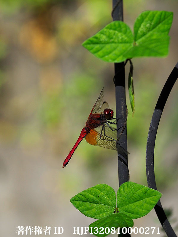 庭にネキトンボ