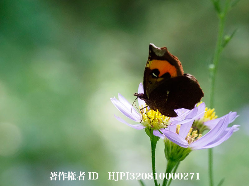 シオンにイカリモンガ