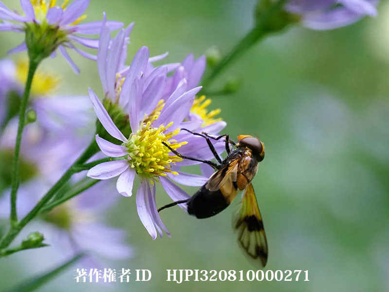 シオンにシロスジベッコウハナアブ