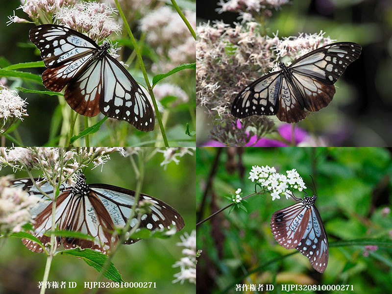 マーキングされたアサギマダラ　9／29〜10／2のまとめ