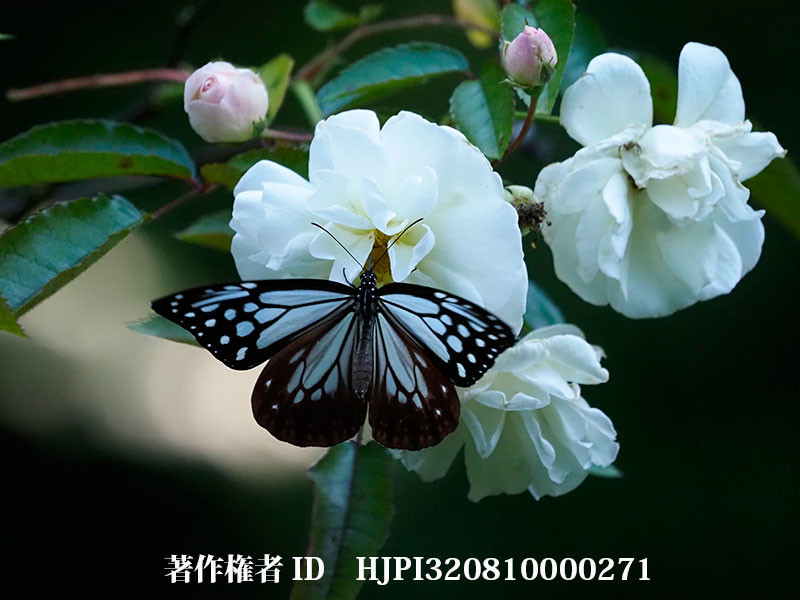 バラの花にアサギマダラ