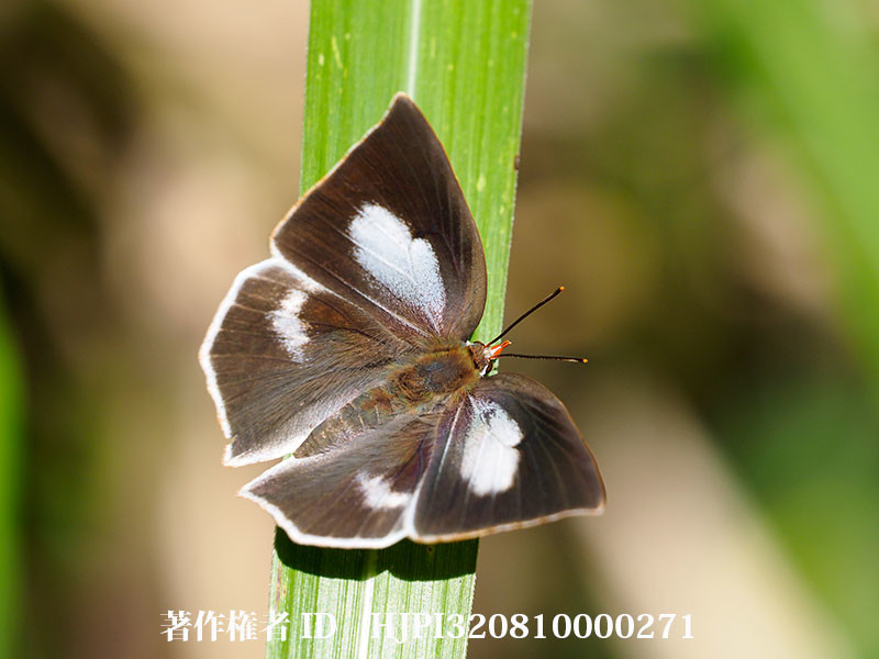 庭に来たウラギンシジミのメス