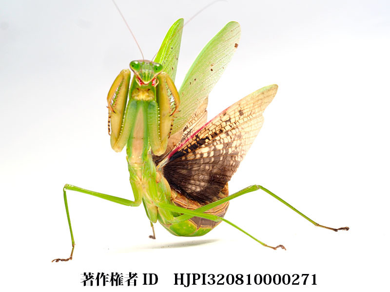 オオカマキリを深度合成で