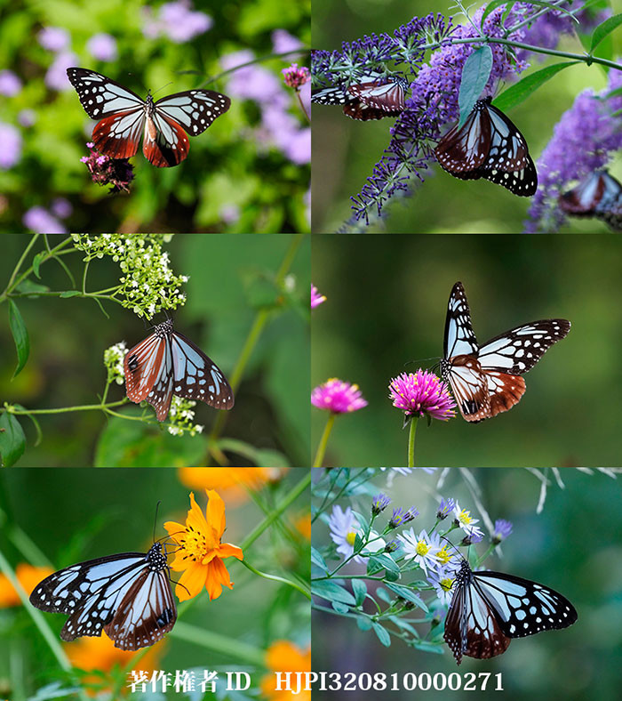 アサギマダラが来た花