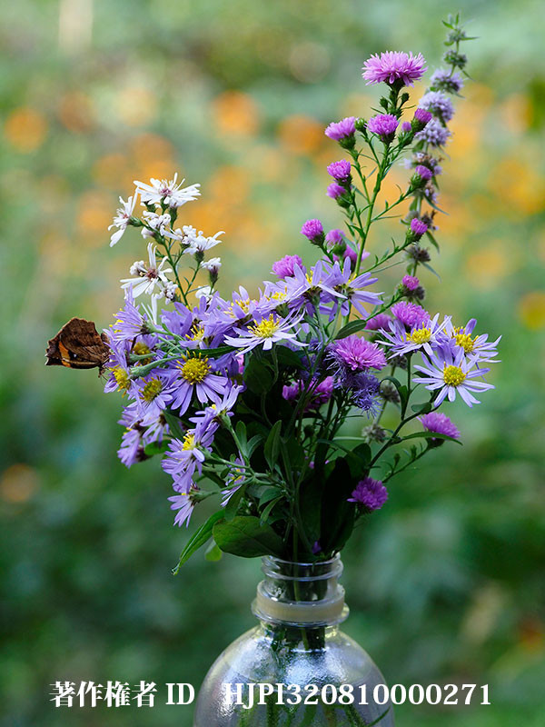 テーブルの花にイカリモンガ