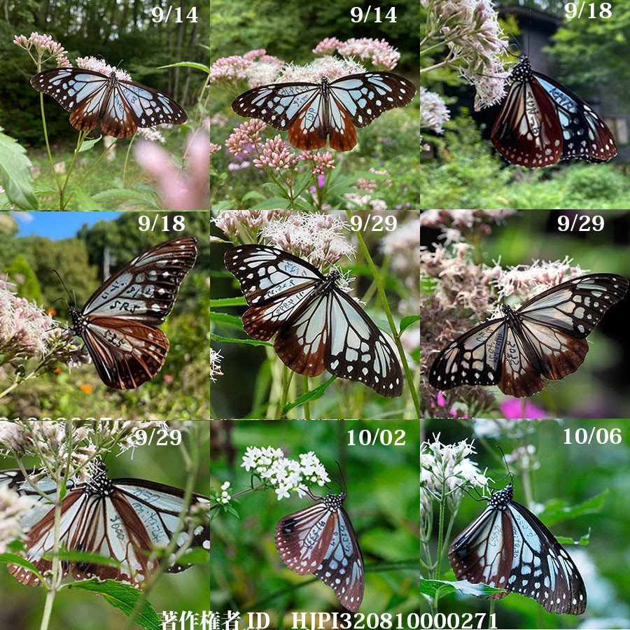 今年の庭のアサギマダラ総括