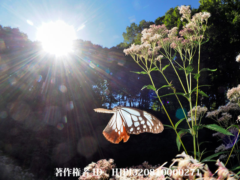 庭のアサギマダラ