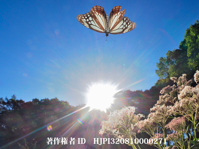 アサギマダラをfisheyeコンバーター＋flashで