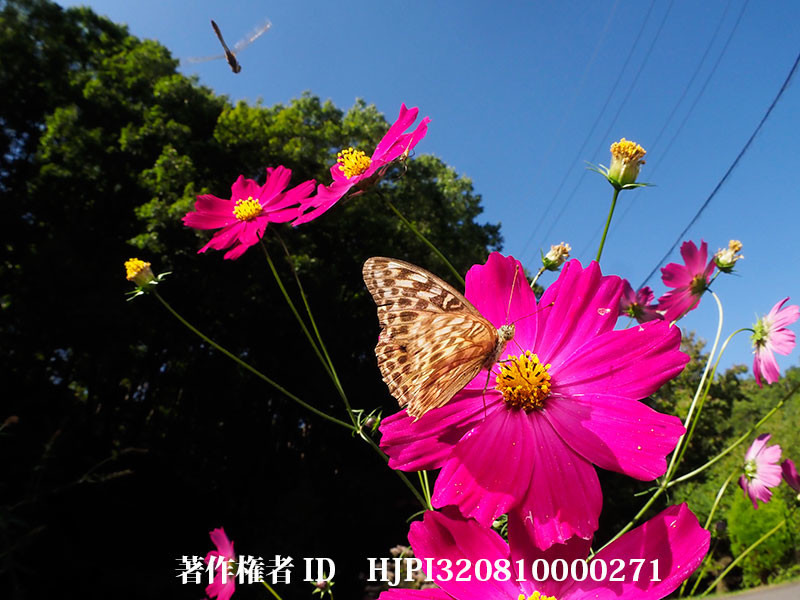 コスモスにミドリヒョウモン