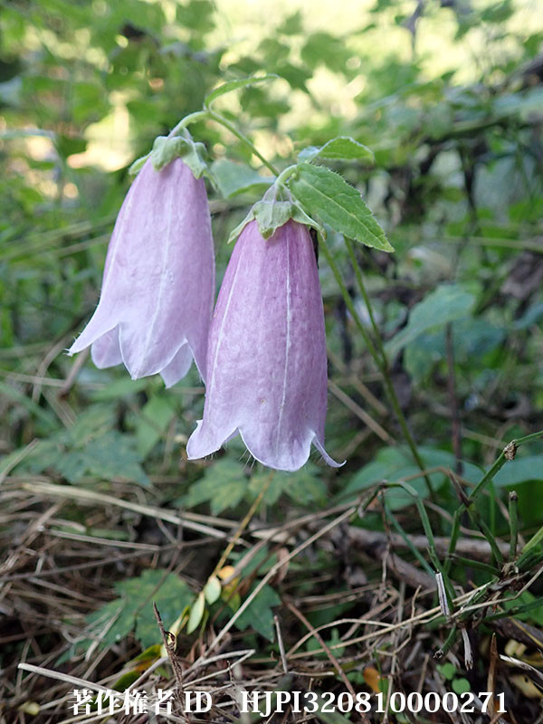 季節外れのホタルブクロ