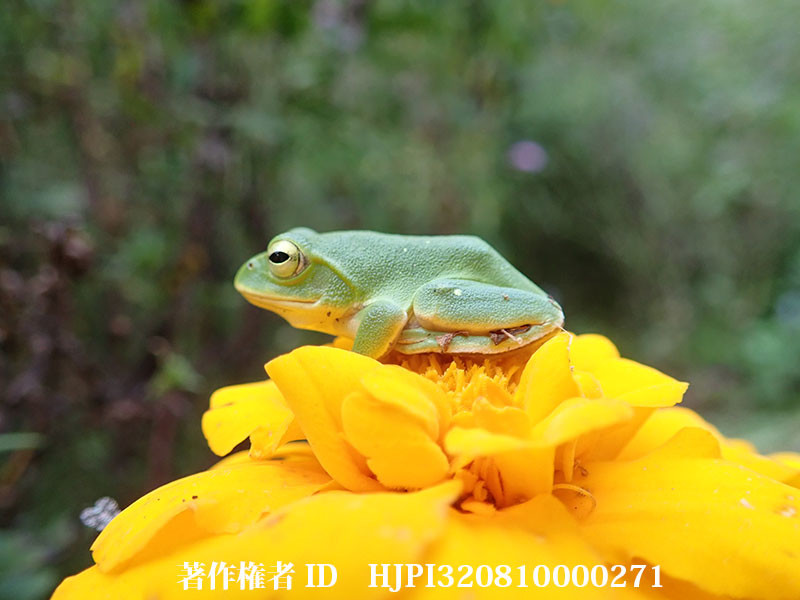 庭のシュレーゲルアオガエル