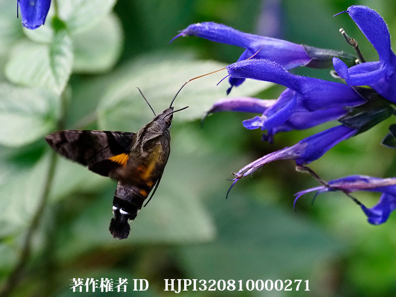 ホシホウジャク