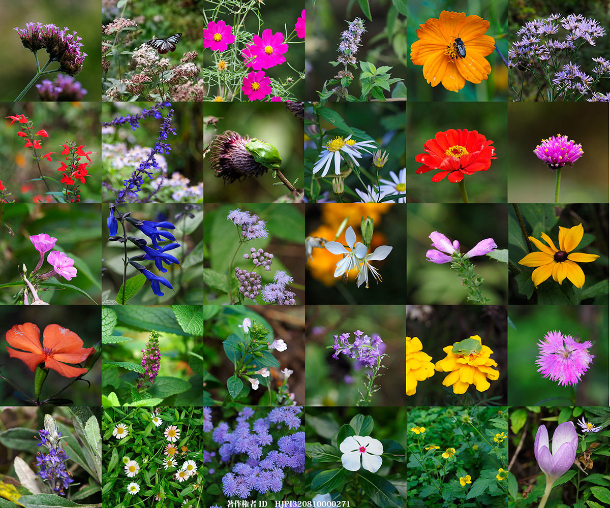 10月18日に咲いていた庭の花
