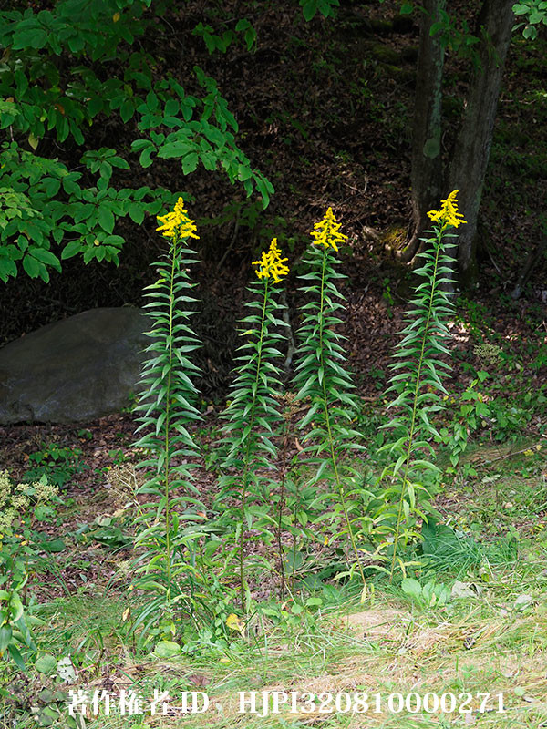 庭のセイタカアワダチソウ