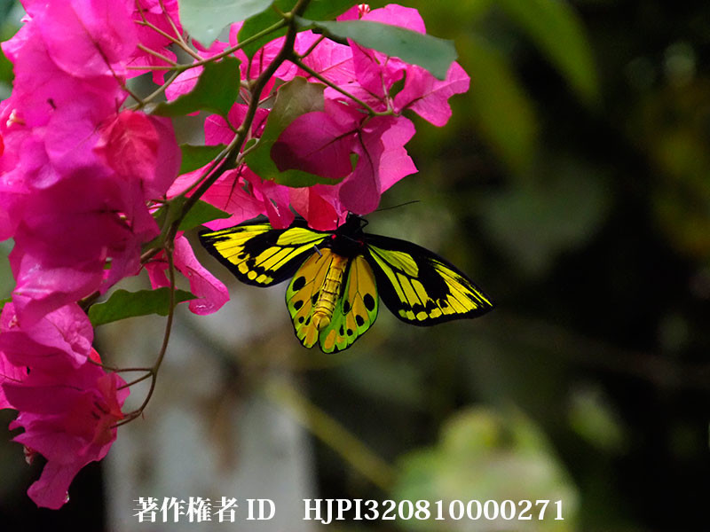 チトヌストリバネアゲハ（オリンパス写真展で展示した写真1）