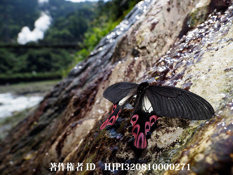 フトオアゲハ（オリンパス写真展で展示した写真2）