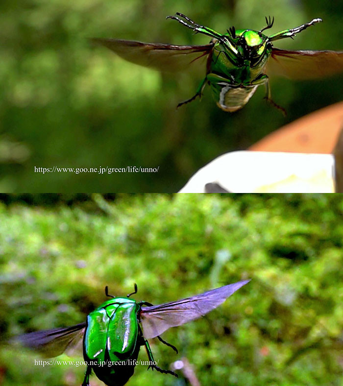 アオカナブンの飛翔（960fps-1920fps変換）